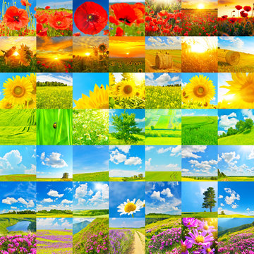 Collection of summer landscapes and flowers