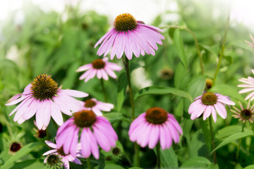 Obraz premium Purple Coneflowers