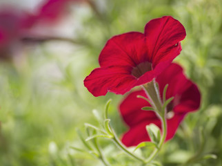 Obraz premium Red Petunia