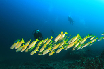 Scuba diving with fish on coral reef underwater