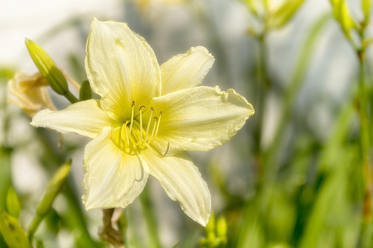 Yellow Daylily