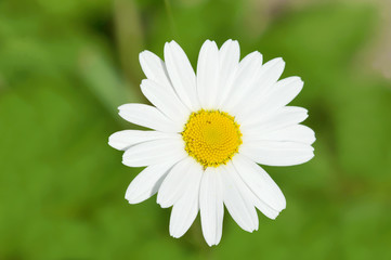 one camomile on green background