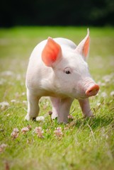 Niedliches Ferkel auf einer sonnigen Wiese © Countrypixel
