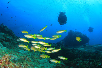 Fototapeta na wymiar Scuba diving on tropical coral reef with fish underwater