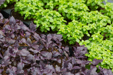 green leaf background