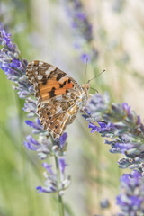 Distelfalter auf Lavendel