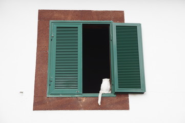 Weiße Katze am Fenster