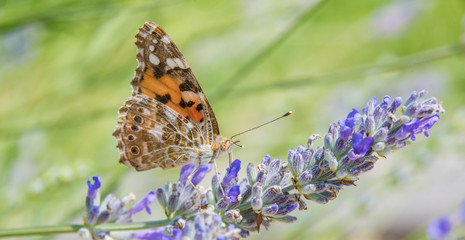 Distelfalter auf Lavendel