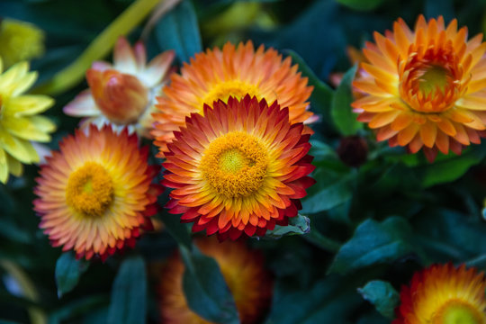 Strohblumen 