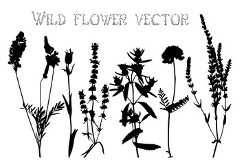 Silhouettes of wild flowers and leaves vector