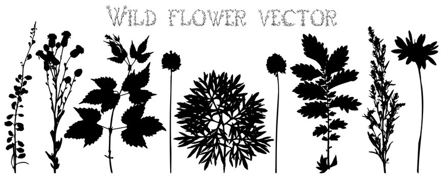 Silhouettes of wild flowers and leaves vector