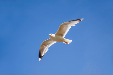 Möwe im Flug vor blauem Himmel