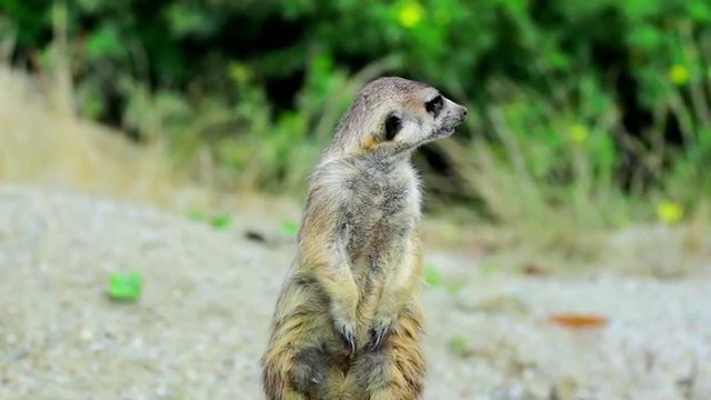  meerkat or suricate (Suricata suricatta)