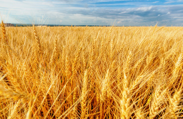 Wheat ears and cloudy sky