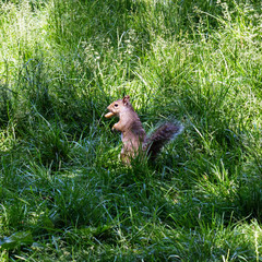 Eastern Gray Squirrel in a lawn in summer