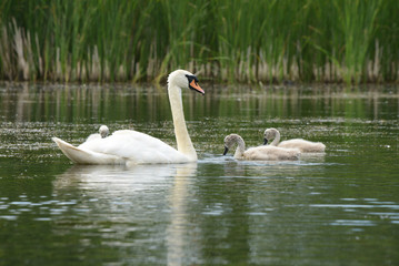 Mute Swan with nestlings