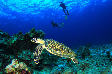 Scuba divers and Hawksbill Sea Turtle