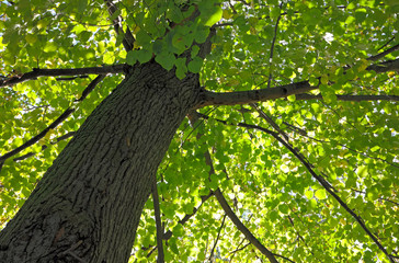Fototapeta premium Baum im Wald - Laubwald