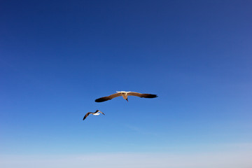 Seagull flying over the beach
