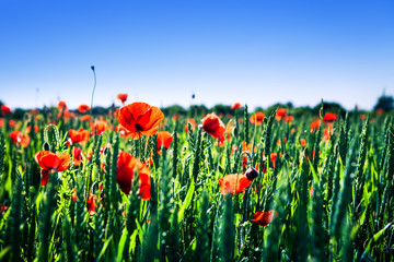 red poppy field
