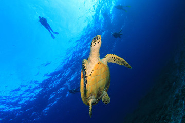 Scuba divers and Hawksbill Sea Turtle