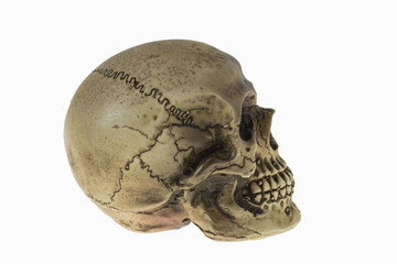 Human skull