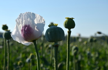 white flower and raw capsule of poppy