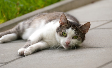 Playing Cat on Walkway