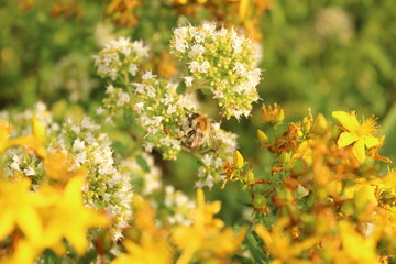 Pelzbiene an Majoran