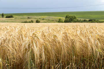 Wheat corn harvest in Ukraine