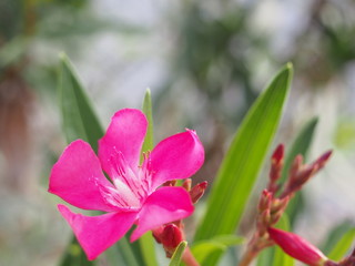 Pink Flower in the Morning