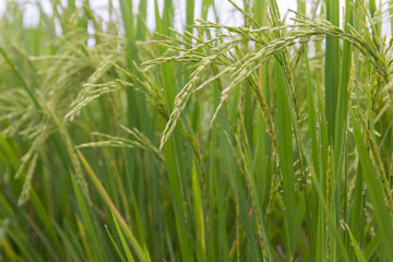 Lush green rice fields, small plots cultivated by nature.