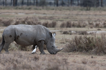 Obraz premium Rhino