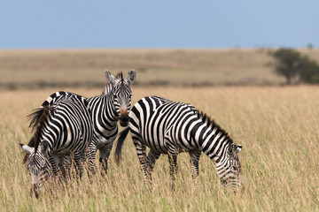 Fototapeta na wymiar Zebra in the Savanna of Kenya