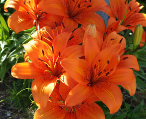 orange tiger lilies