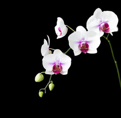 orchid flower isolated on black background