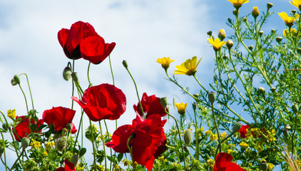 Red Poppies (Papaveroideae)