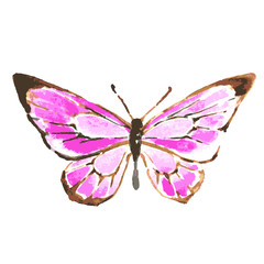 butterfly,watercolor design