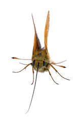 Brown butterfly