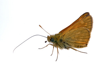 Brown butterfly