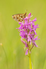 Small pearl-bordered fritillary, Boloria selene resting on orchid