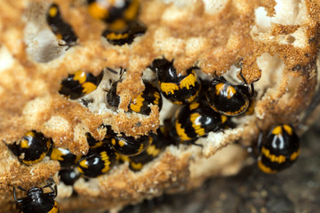 Many Diaperis boleti feeding on polypore