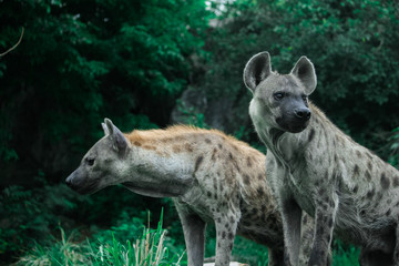 Two Hyena