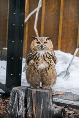 Owl Standing