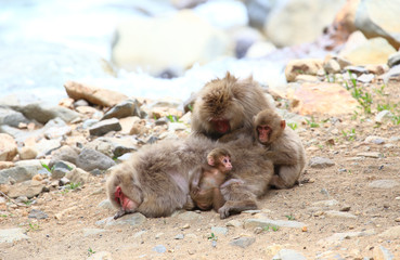 野生の猿の親子 かわいい猿の赤ちゃん Animal Wall Mural Anim Takadahirohito