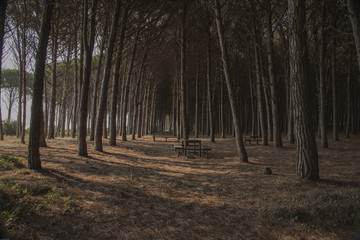 Forest of pines. Rights, silent, like many soldiers framed, still before the waves of the Mediterranean with the foliage shaken by the winds and the Mistral, crossed by the Libeccio (wind).
