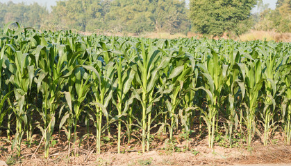 Corn plant.