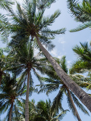 Tall coconut trees with bright sunlight on blue sky background.