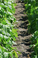 洞爺湖　いんげん豆畑
