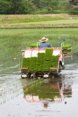 Fototapeta premium 田植え